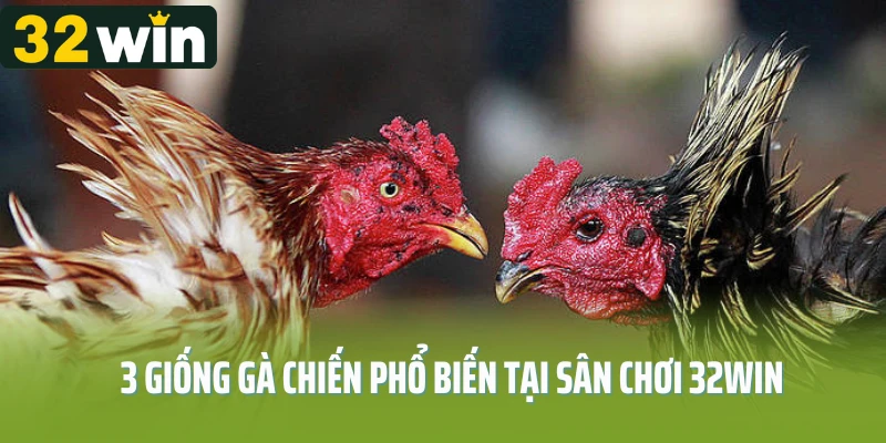 3 giống gà chiến phổ biến tại sân chơi 32WIN