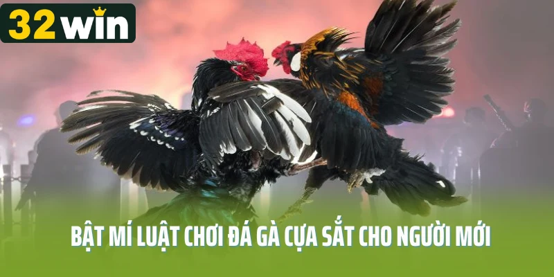 Bật mí luật chơi đá gà cựa sắt cho người mới 