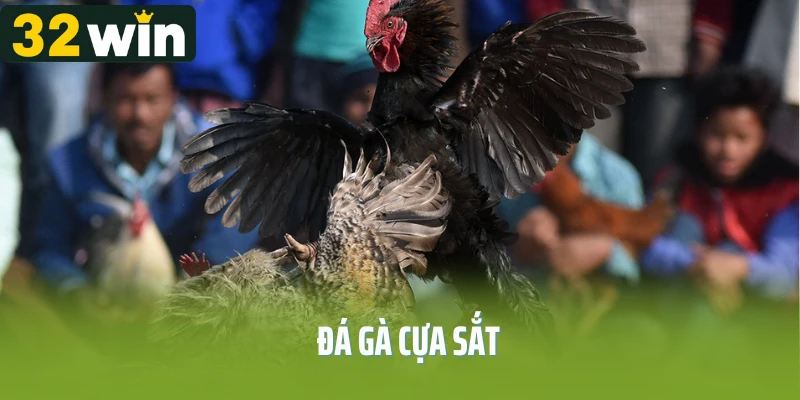 Đá Gà Cựa Sắt – Môn Giải Trí Gay Cấn Được Yêu Thích 2025