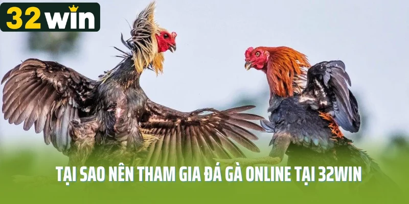 Tại sao nên tham gia đá gà online tại 32WIN
