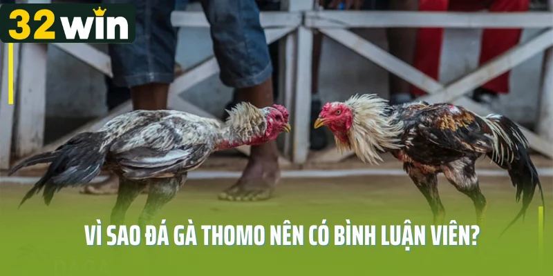 Vì sao đá gà Thomo nên có bình luận viên?