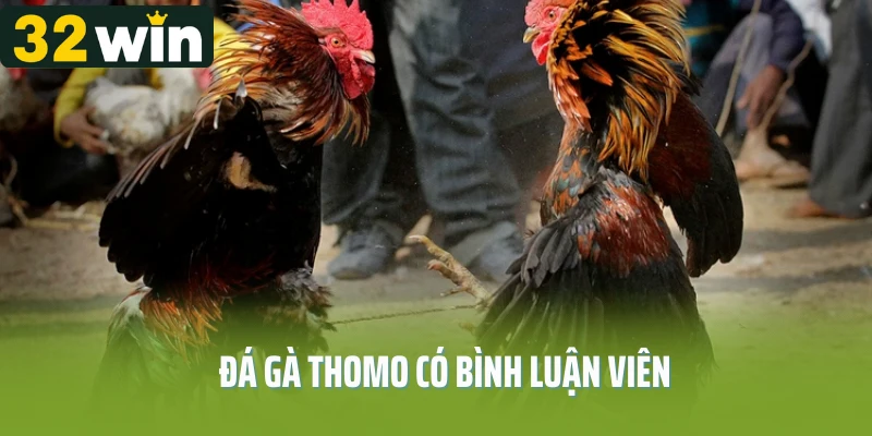 Đá Gà Thomo Có Bình Luận Viên - Trải Nghiệm Cá Cược Thú Vị 