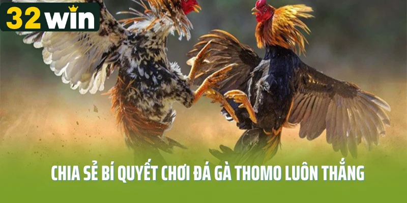 Chia sẻ bí quyết chơi đá gà thomo luôn thắng