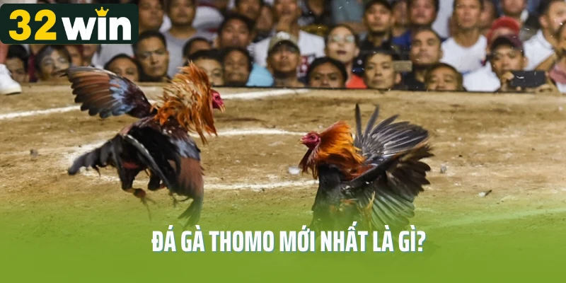 Đá gà Thomo mới nhất là gì?