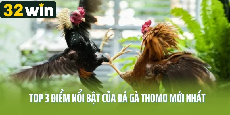Top 3 điểm nổi bật của đá gà Thomo mới nhất