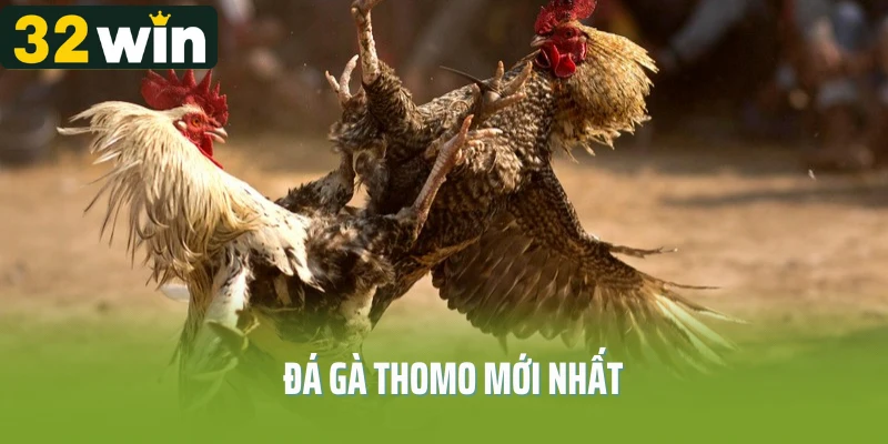 Đá Gà Thomo Mới Nhất – Cập Nhật Trận Đấu Không Thể Bỏ Lỡ