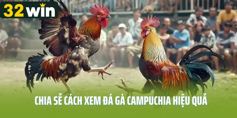 Chia sẻ cách xem đá gà Campuchia hiệu quả