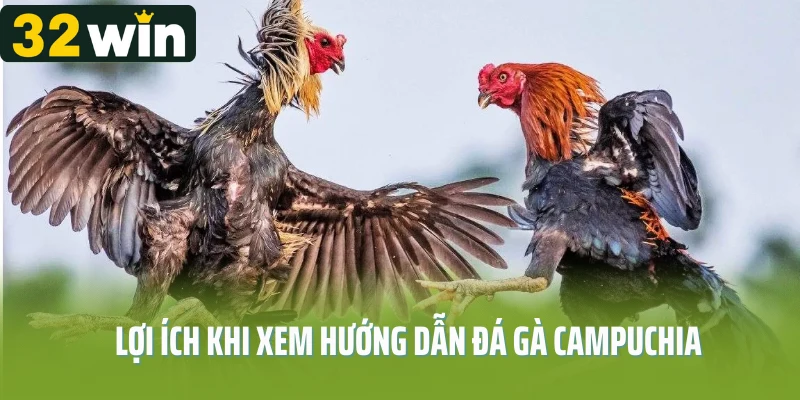 Lợi ích khi xem hướng dẫn đá gà Campuchia