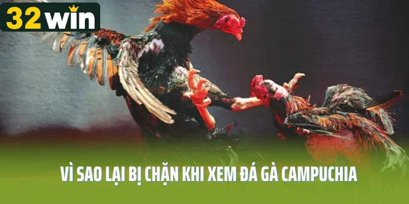 Vì sao lại bị chặn khi xem đá gà Campuchia