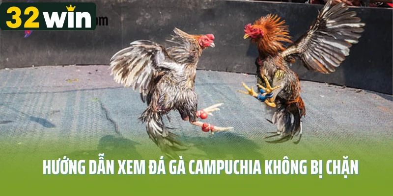 Hướng Dẫn Xem Đá Gà Campuchia Không Bị Chặn Mới Nhất 2025
