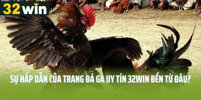 Sự hấp dẫn của trang đá gà uy tín 32Win đến từ đâu? 