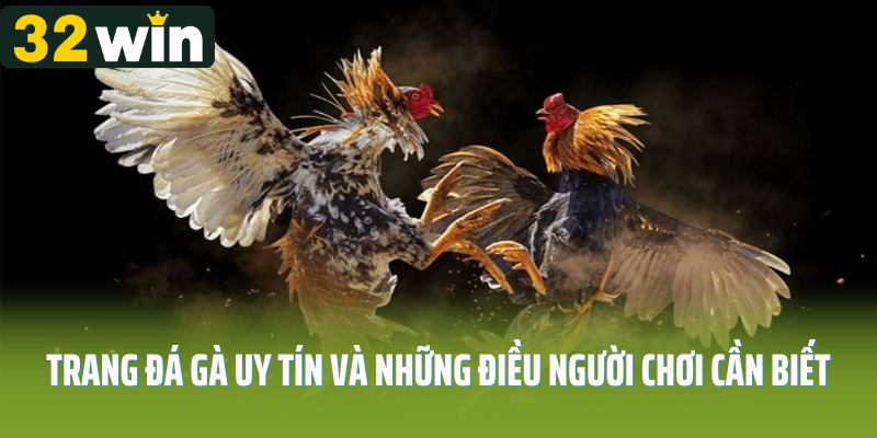 Trang đá gà uy tín và những điều người chơi cần biết 